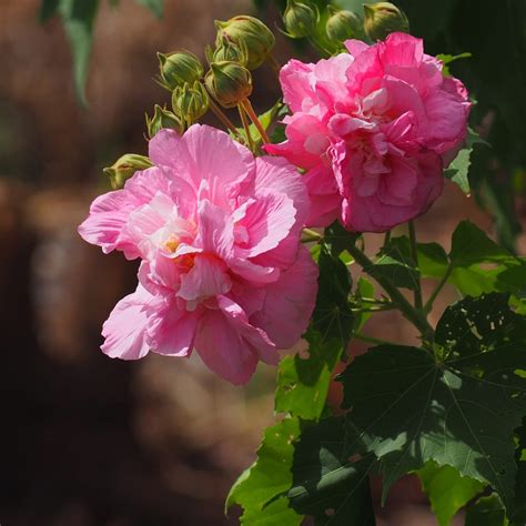 芙蓉草種植|芙蓉（フヨウ）の育て方は？鉢植えもできる？肥料や。